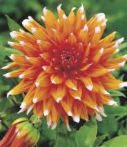 Fubuki' 5-7 50 DAHLIA -
