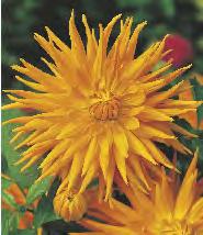 180 Dahlia Alaune Clair