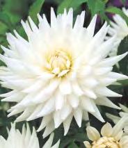 Obscur' 5-7 50 5-7 Dahlia