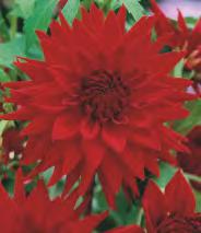 180C 180D 180E 5-7 Dahlia