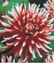 SHOWBOX 183 DAHLIA -