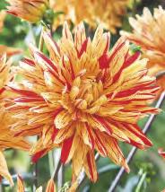 Dahlia Playa Blanca 'Playa