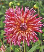 Pigmy' 5-7 30 Dahlia Munchen