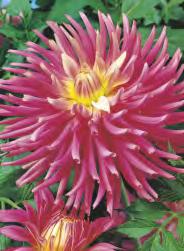 Trio 'Hy Trio' 50 Dahlia