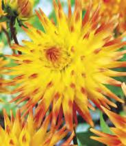 183B 183C 183D 183E Dahlia