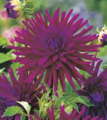 Sunrise' 5-7 50 Dahlia