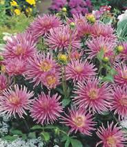 Earth' 5-7 50 Dahlia Rising