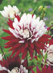 SHOWBOX 185 Dahlia