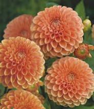 Dahlia La Gioconda 'La