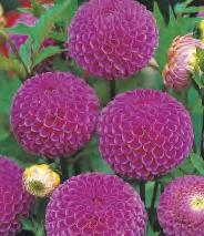 Dahlia Polka 'Polka' 30 70-