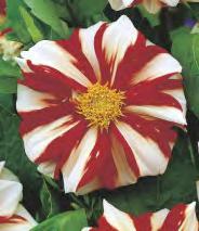 Dahlia Topmix Orange