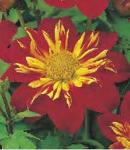 DAHLIA - Pomponowa I wybór