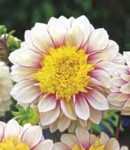 White' 5-7 30 Dahlia Topmix