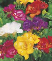 30 Dahlia Downham Royal