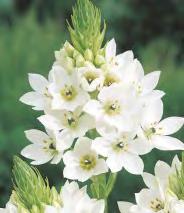 'Potgieter' DAHLIA -