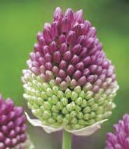 ALLIUM - Czosnek ozdobny 4/+ 1A