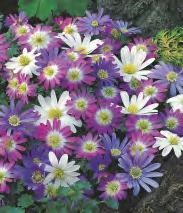 Złocisty Allium oreophilum