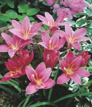 Czosnek mieszanka Allium roseum