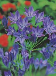ANEMONE - Anemon Pełny -