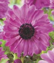 Brodiaea Queen Fabiola