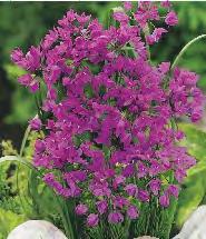 Dichelostemma 'Ida-Maia'