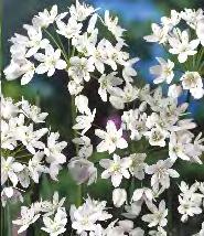 Anemone blanda Zawilec grecki