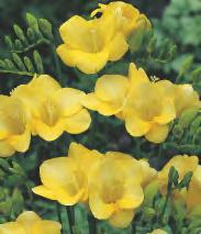 Freesia double pink Frezja pełna