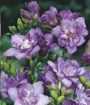 violet Frezja pełna fioletowa