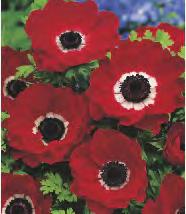 coronaria Zawilec 'Bride' 6 8-10