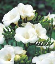 'Sylphide' 6 8-10 10B Anemone de