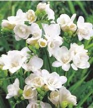 Fokker' 6 8-10 10E CROCOSMIA -
