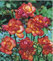 Crocosmia - Cynobrówka 'Emily