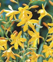 Crocosmia - Cynobrówka