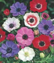 King' 10 15-30 193E FREESIA -