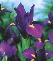 SHOWBOX 33 IRIS HOLLANDICA -