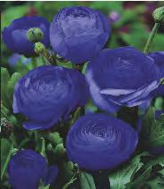 Ranunculus Jaskier różowy 5 15