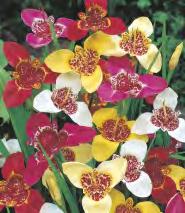 Tigridia Aurea Tygrysówka