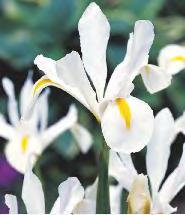 Iris Saphire Beauty Kosaciec