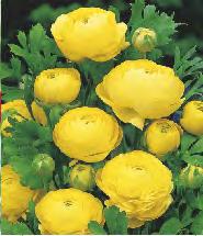 196D Ranunculus blue Jaskier