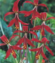 Cyrtanthus Elatus Walota