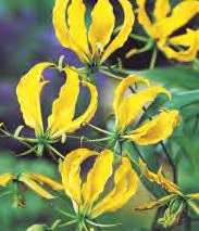 15 do SHOWBOX 200 Ornithogalum