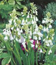 Polianthes tuberosa Tuberoza