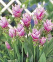 10-15 I 197C 30-50 Liatris
