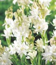 Galtonia Candicans Galtonia