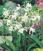 SHOWBOX 201 NERINE,