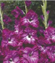 16/+ 203A Gladiolus red
