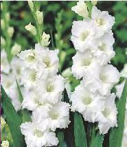 Gladiolus white biały 12 203C