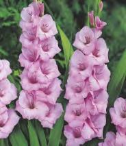 10 12 203D 10 Gladiolus
