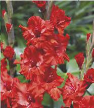 Gladiolus pink różowy 12