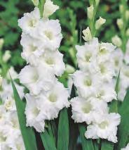Zantedeschia Schwarzwalder